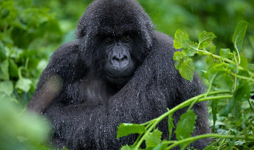 Rwanda safari cost for two people