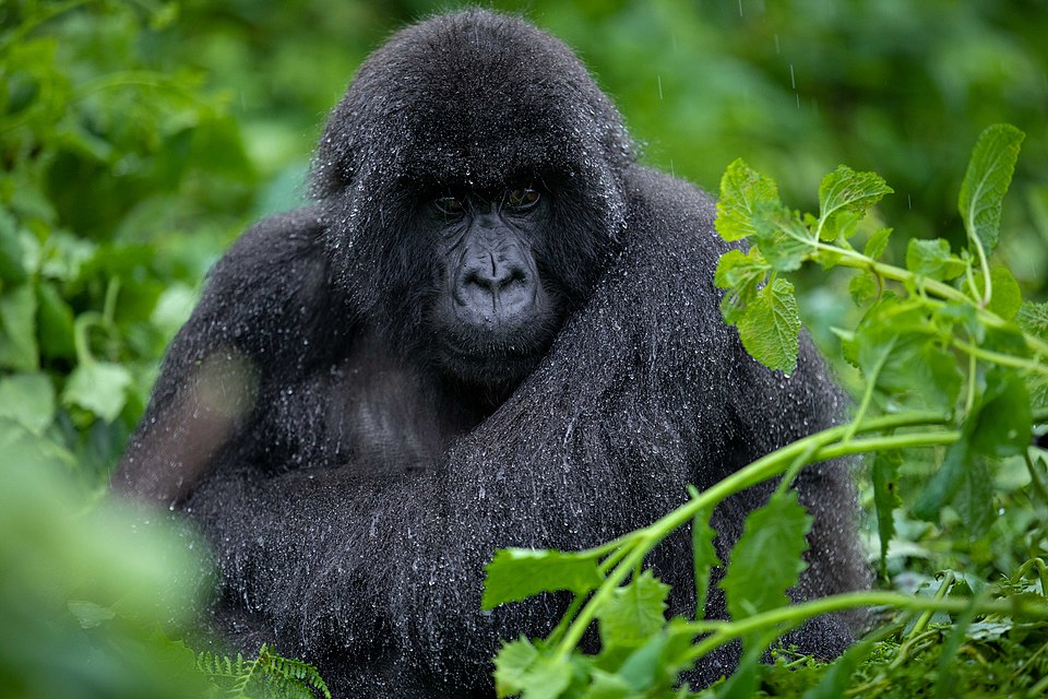 Rwanda safari cost for two people