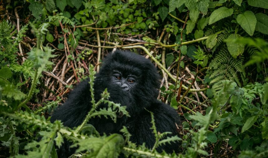 Rwanda safari itinerary 10 days
