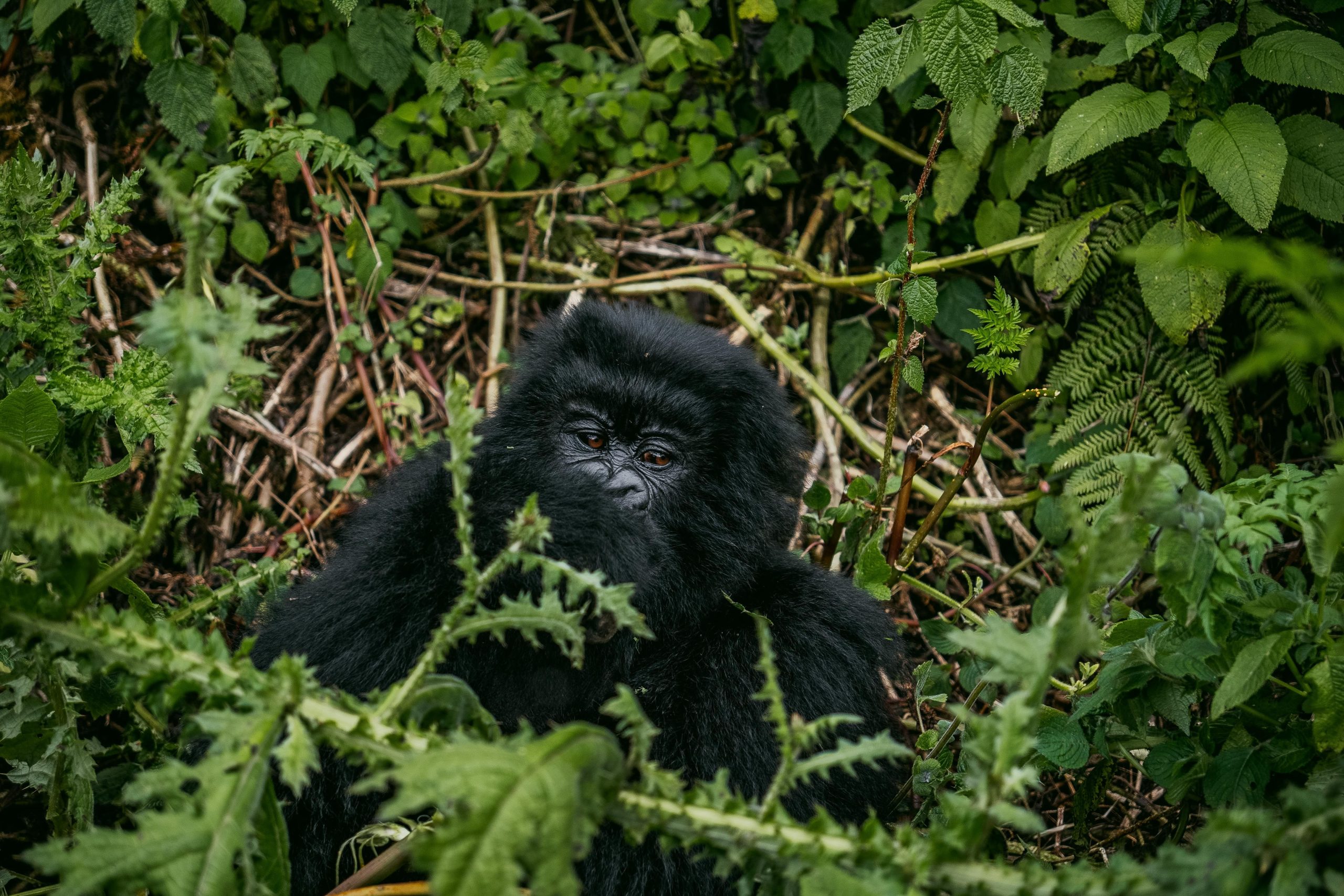 Rwanda safari itinerary 10 days