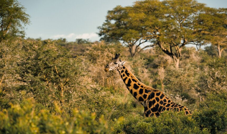Rwanda Wildlife Safari Itinerary