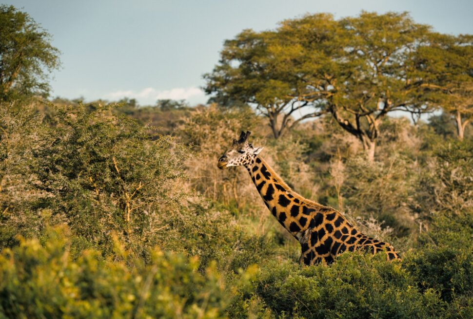 Rwanda wildlife safari itinerary