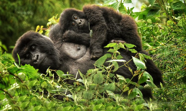 Volcanoes National Park Itinerary Without Gorilla Trekking