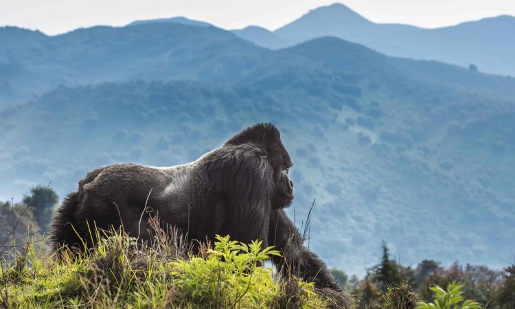 Volcanoes National Park Itinerary