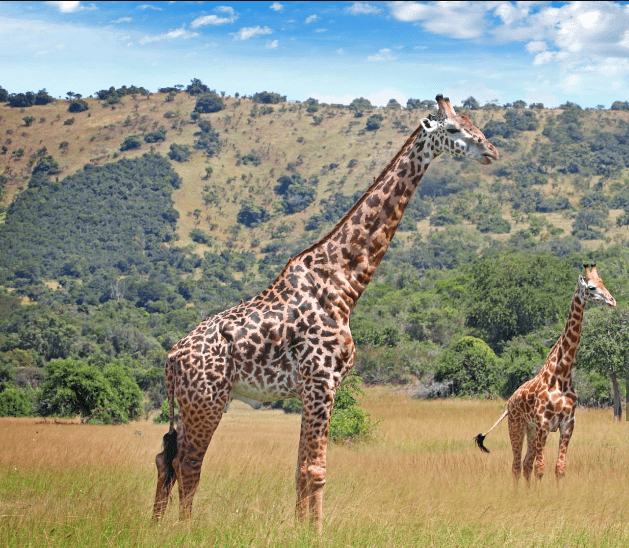 Kigali to Akagera National Park travel guidev