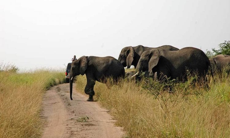 A herd of elephants on the grassland of the Buligi circuit in Murchison Falls