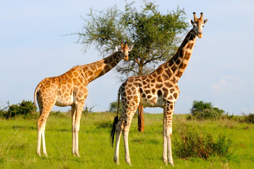 A Rothschild's giraffe on the Buligi circuit in Murchison Falls National Park
