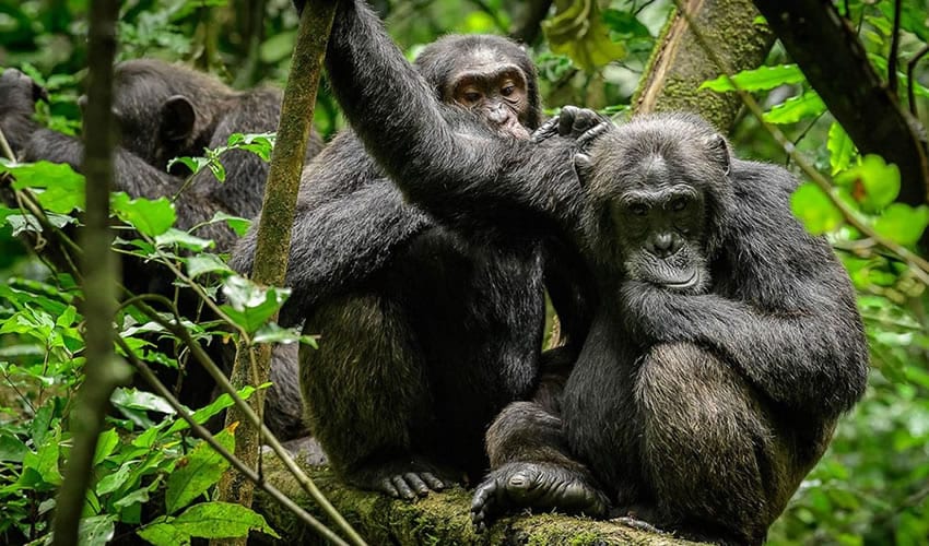 Rwanda Chimpanzee Trekking vs Uganda