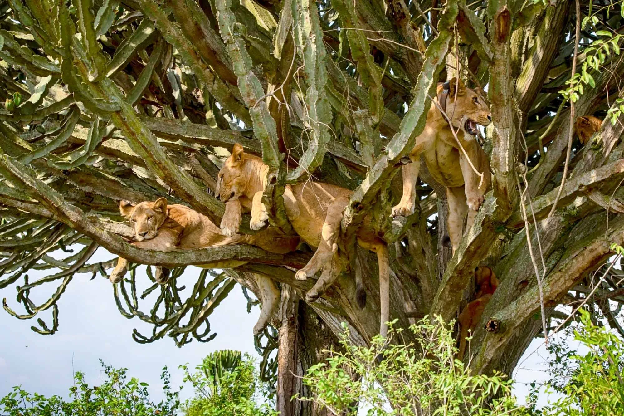A large fig tree in Ishasha with a lion visible on a branch