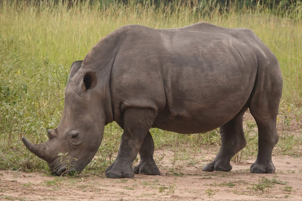 The turning for Ziwa Rhino Sanctuary on the Kampala to Gulu highway