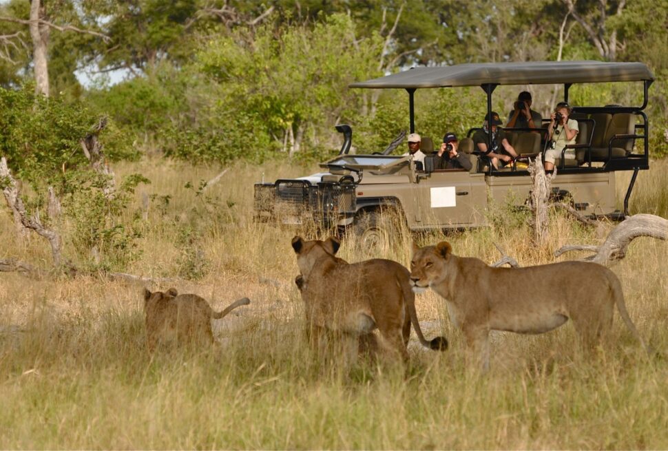 Murchison Falls Buligi circuit game drive — lions on the northern bank track