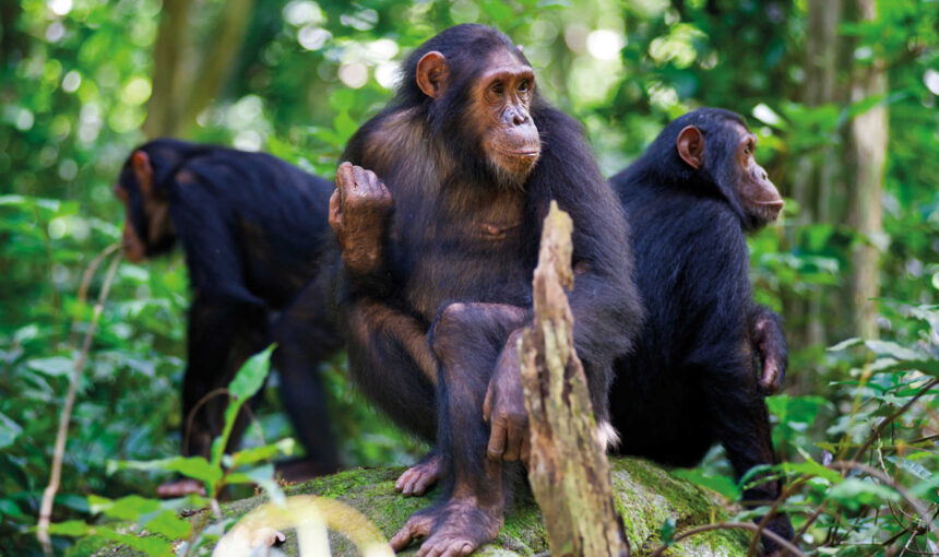 Nyungwe Forest Chimpanzee Trekking Itinerary