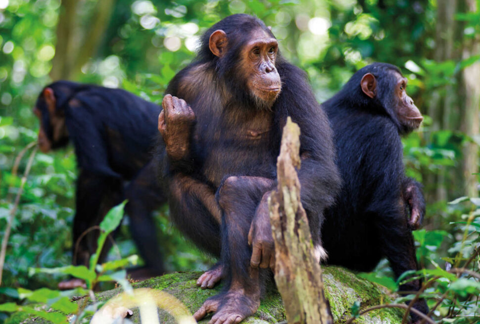 Nyungwe Forest chimpanzee trekking itinerary