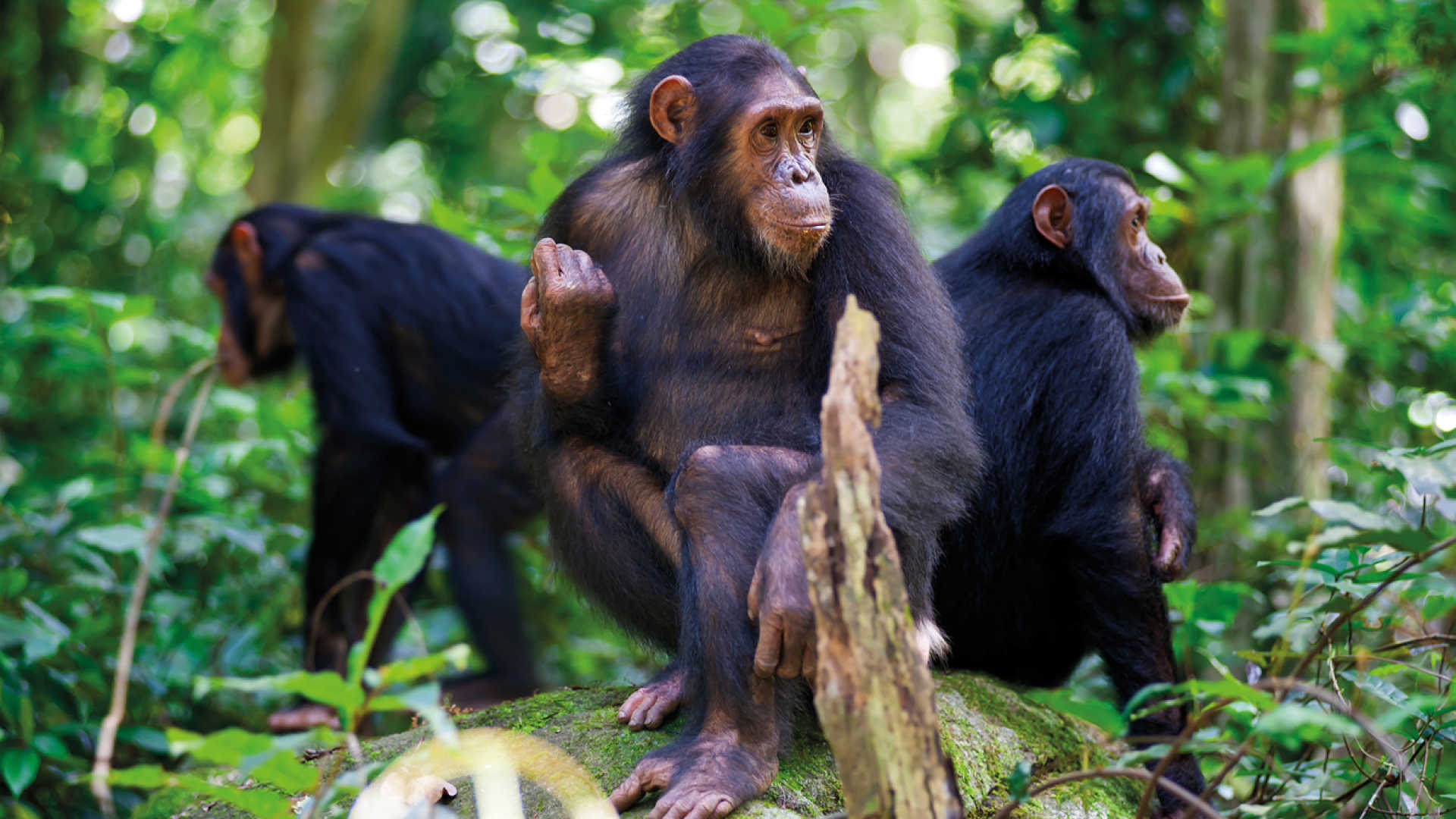 Nyungwe Forest chimpanzee trekking itinerary