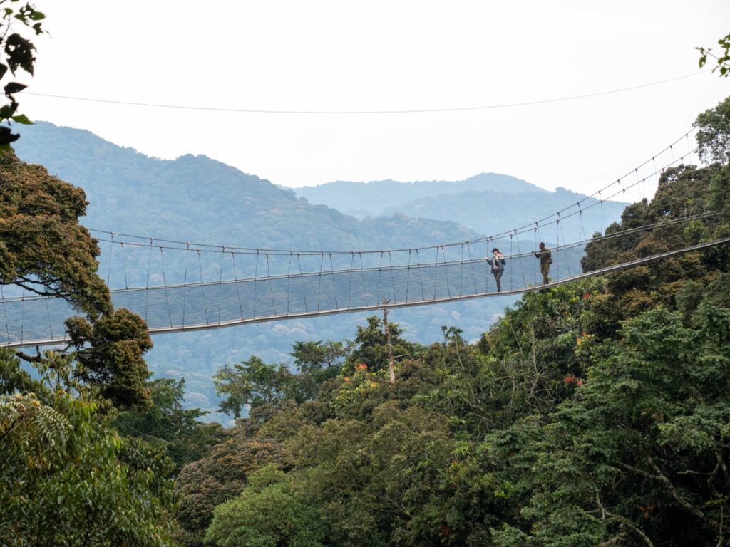Nyungwe Forest Canopy Walk Guide