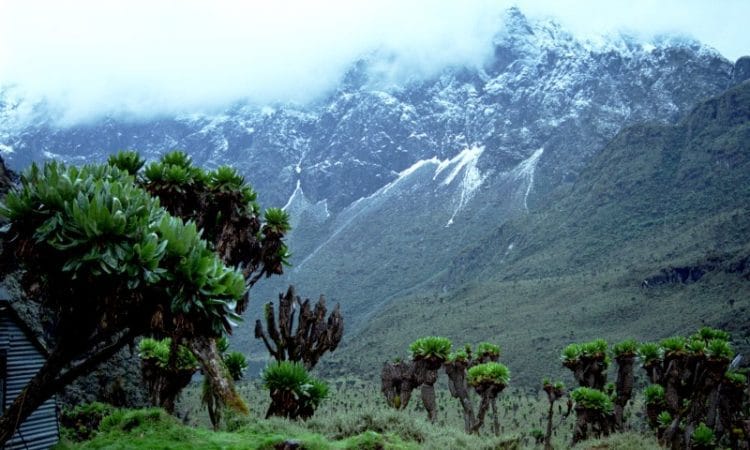 The Bujuku Valley in the Rwenzori Mountains, Uganda