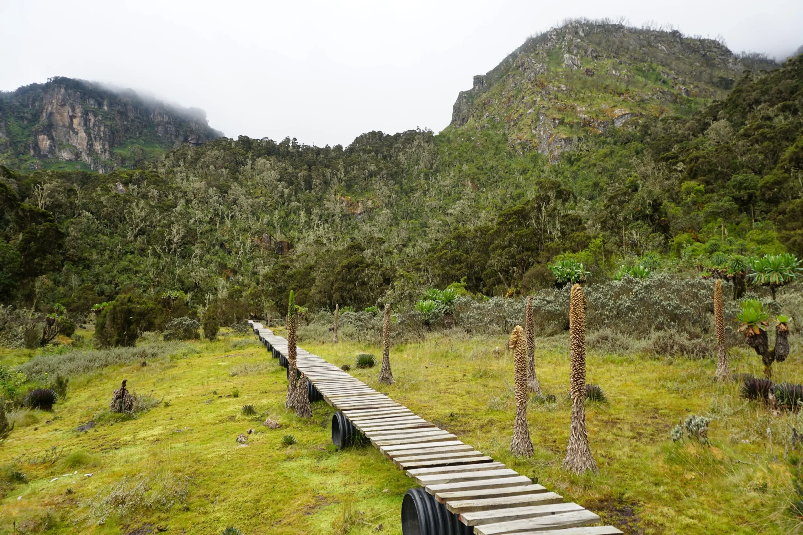 A trekker crossing a bog section on the Rwenzori central circuit trail
