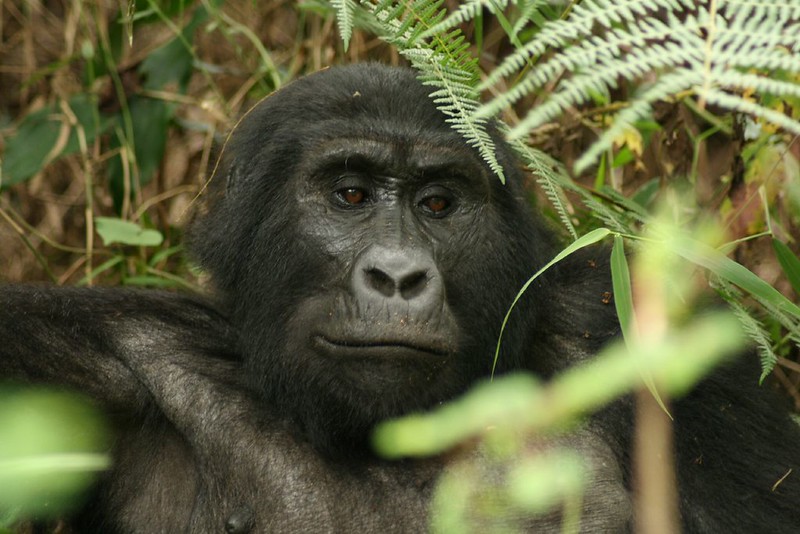 Rwanda safari cost for two people