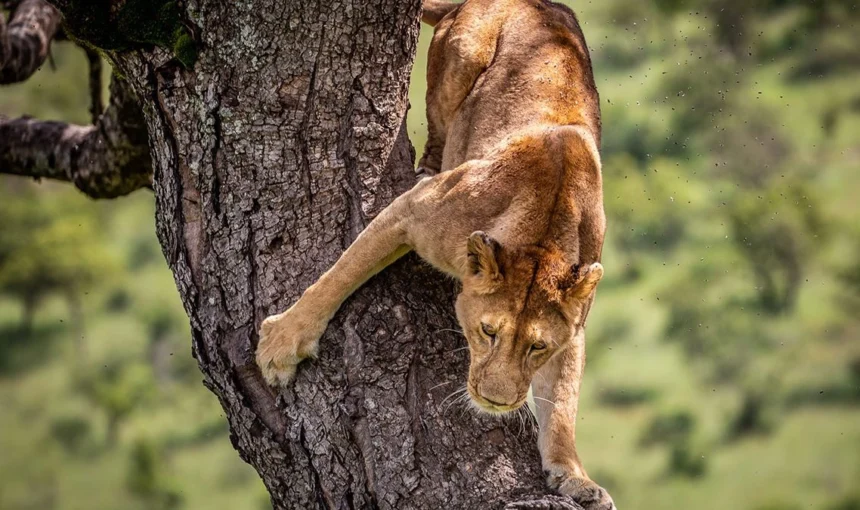 Tree Climbing Lions Ishasha: Why They Climb and How to See Them