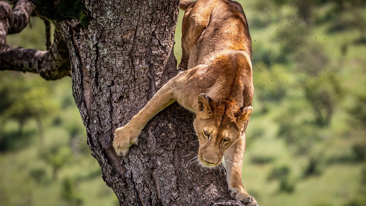 Tree climbing lions Ishasha — a lioness resting on a fig tree branch in the Ishasha sector