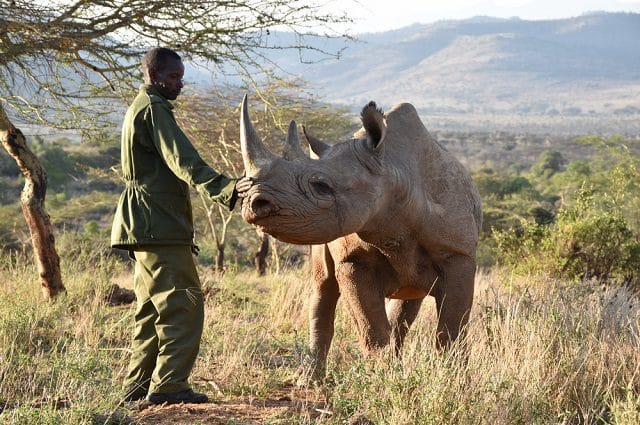 Ziwa Rhino Sanctuary rhino tracking — a ranger guiding visitors on foot toward a white rhino