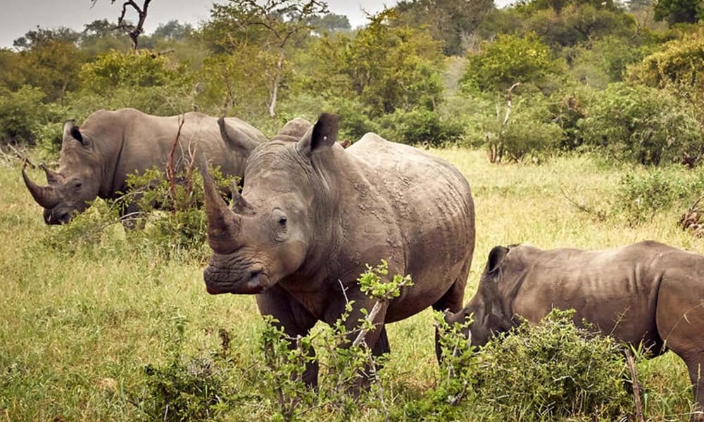 A ranger briefing visitors before the rhino tracking walk at Ziwa
