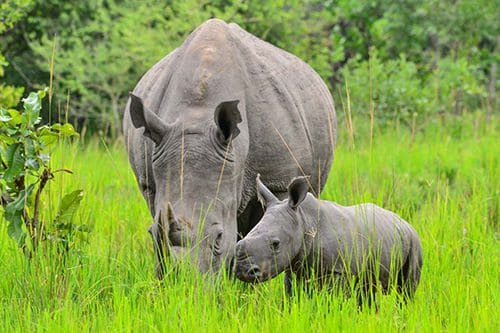 A southern white rhino grazing at Ziwa Rhino Sanctuary, Uganda