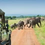 safari-drive-elephants.jpg